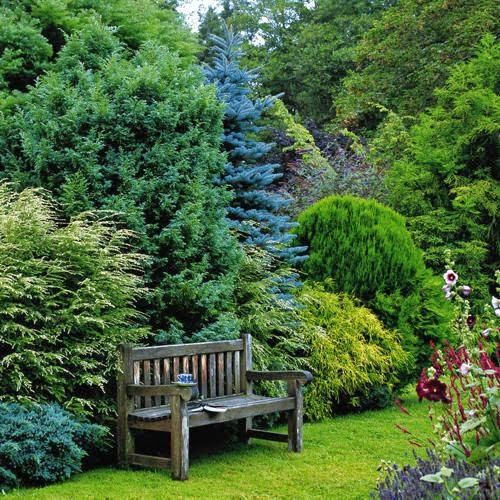 Conefer Landscaping with Conifers – Cedar Lodge Nurseries
