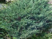 Juniperus horizontalis ‘Wiltonii’