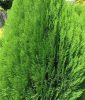 Thuja orientalis ‘Green Cone’